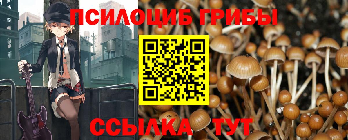 Галлюциногенные грибы Psilocybe Мурино
